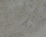 Mycena quiniaultensis image