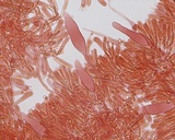 Mycena quiniaultensis image