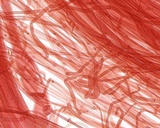 Mycena quiniaultensis image