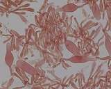 Mycena quiniaultensis image
