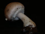 Agaricus hondensis image