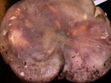 Russula cyanoxantha image