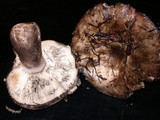 Russula albonigra image
