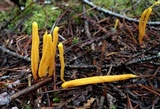 Clavulinopsis laeticolor image