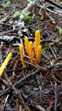 Clavulinopsis laeticolor image