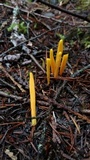 Clavulinopsis laeticolor image