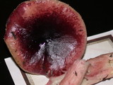 Russula queletii image