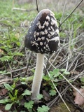 Coprinopsis picacea image