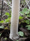 Coprinopsis picacea image
