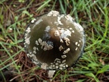 Coprinopsis picacea image