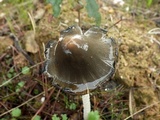 Coprinopsis picacea image