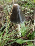 Coprinopsis picacea image