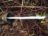 Coprinopsis picacea image