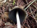 Coprinopsis picacea image