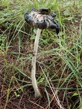 Coprinopsis picacea image