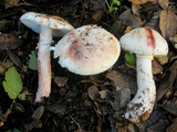 Amanita cruentilemurum image