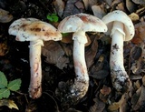Amanita cruentilemurum image