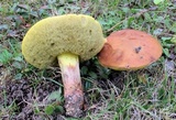 Leccinum subglabripes image