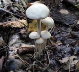 Gymnopus confluens image