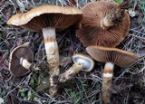 Cortinarius trivialis image