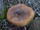 Cortinarius trivialis image