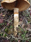 Cortinarius trivialis image