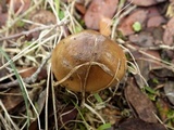 Cortinarius trivialis image