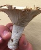 Lactarius deceptivus image