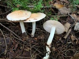 Rhodocollybia maculata image