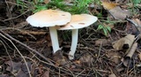 Rhodocollybia maculata image