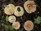Lactarius chrysorrheus image