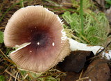 Russula nitida image