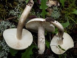 Tricholoma saponaceum image