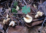 Spathulariopsis velutipes image