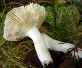 Russula nitida image