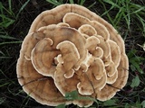 Abortiporus biennis image