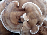 Abortiporus biennis image