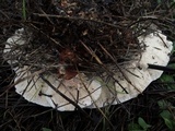 Abortiporus biennis image