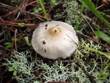 Inocybe geophylla var. lilacina image