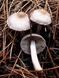 Inocybe geophylla var. lilacina image