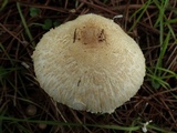 Lepiota clypeolaria image