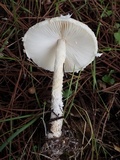 Lepiota clypeolaria image