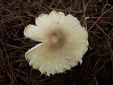Lepiota clypeolaria image