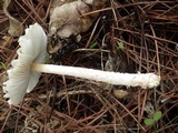 Lepiota clypeolaria image