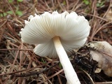 Lepiota clypeolaria image