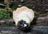 Entoloma bicolor image