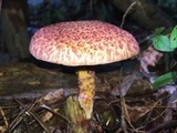 Suillus pictus image