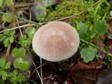 Mycena rosea image