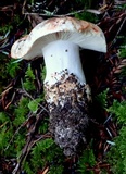 Russula densifolia image