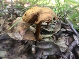 Cortinarius distans image